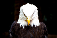 Bald Eagle (1 of 1)