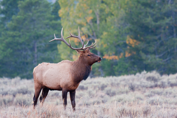 Majestic Elk
